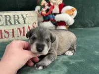 Elsa Female 3, a female Miniature Schnauzer for sale in Pageland, SC – Photo 3 of 4