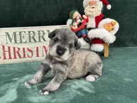 Elsa Female 3, a female Miniature Schnauzer for sale in Pageland, SC – Photo 1 of 4