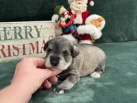 Elsa Female 3, a female Miniature Schnauzer for sale in Pageland, SC – Photo 2 of 4