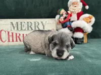 Elsa Female 3, a female Miniature Schnauzer for sale in Pageland, SC – Photo 4 of 4