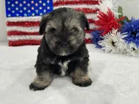 Piper Male 1, a male Miniature Schnauzer for sale in Pageland, SC – 1 of 4