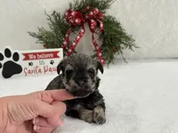 Piper Male 1, a male Miniature Schnauzer for sale in Pageland, SC – Photo 1 of 3