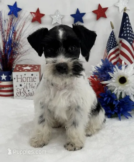 Piper Female 3 – Miniature Schnauzer puppy for sale in Pageland, SC