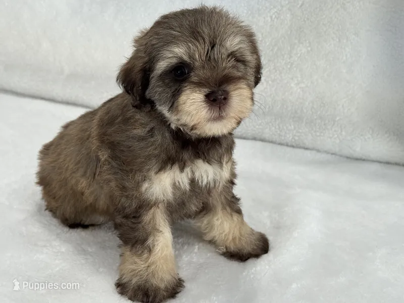 Chloe Male 2 AKC Mega Coat  Liver & Tan – Miniature Schnauzer puppy for sale in Pageland, SC