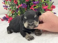 Mae Male 1 AKC , a male Miniature Schnauzer for sale in Pageland, SC – 3 of 4