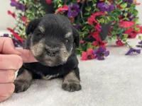 Mae Male 1 AKC , a male Miniature Schnauzer for sale in Pageland, SC – 4 of 4