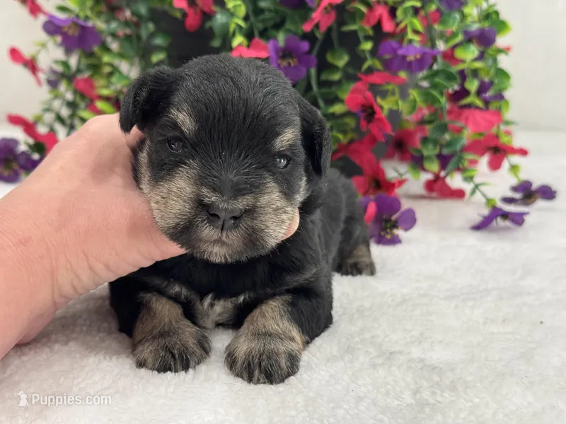 Mae Male 1 AKC  – Miniature Schnauzer puppy for sale in Pageland, SC