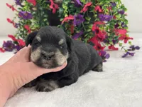 Mae Male 1 AKC , a male Miniature Schnauzer for sale in Pageland, SC – 2 of 4