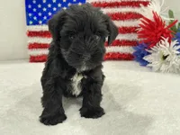 Piper Female 2, a female Miniature Schnauzer for sale in Pageland, SC – 4 of 4