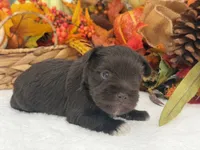 Lexie Male 2 AKC Registered Liver Color, a male Miniature Schnauzer for sale in Pageland, SC – 4 of 4