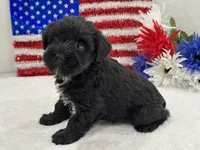 Piper Female 2, a female Miniature Schnauzer for sale in Pageland, SC – 2 of 4