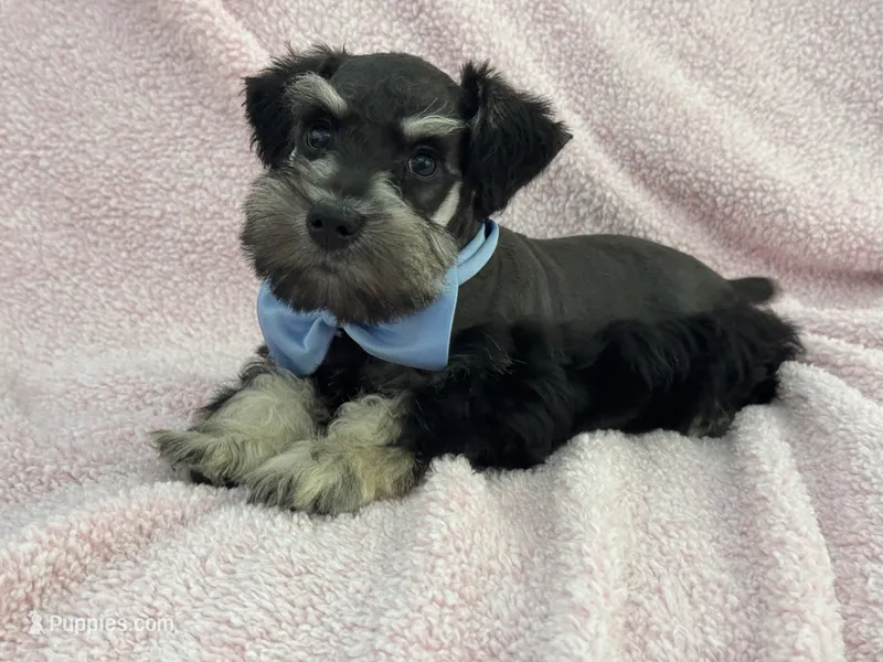 Mae Male 3 AKC – Miniature Schnauzer puppy for sale in Pageland, SC