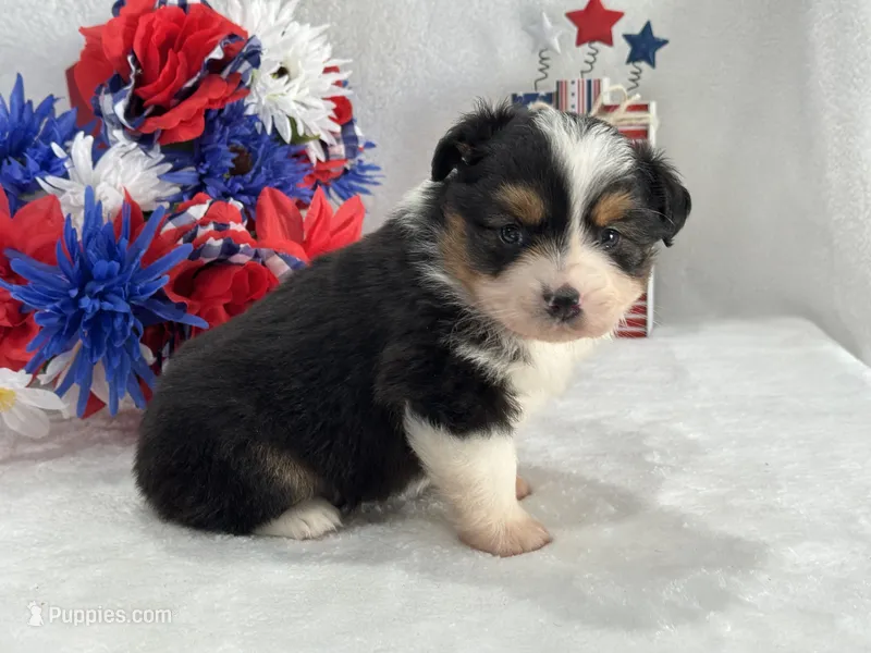 Caroline Female 2 – Toy Australian Shepherd puppy for sale in Pageland, SC