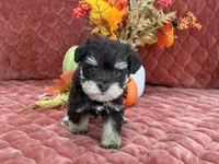 Miracle Male 1 AKC, a male Miniature Schnauzer for sale in Pageland, SC – Photo 3 of 4