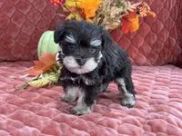 Miracle Male 1 AKC, a male Miniature Schnauzer for sale in Pageland, SC – Photo 1 of 4
