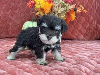 Miracle Male 1 AKC, a male Miniature Schnauzer for sale in Pageland, SC – Photo 2 of 4