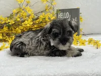 Nova Male 4, a male Miniature Schnauzer for sale in Pageland, SC – Photo 4 of 4