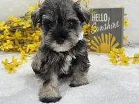 Nova Male 4, a male Miniature Schnauzer for sale in Pageland, SC – Photo 2 of 4