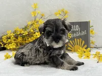 Nova Male 4, a male Miniature Schnauzer for sale in Pageland, SC – Photo 1 of 4