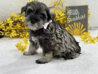 Nova Male 4, a male Miniature Schnauzer for sale in Pageland, SC – Photo 3 of 4