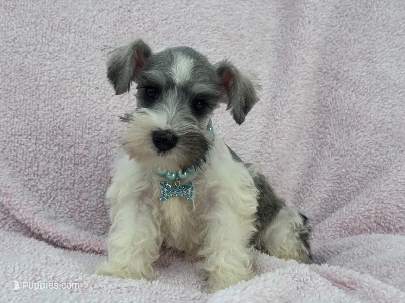 Josie Female 3 – Miniature Schnauzer puppy for sale in Pageland, SC