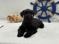 Bleu Male 3, a male Miniature Schnauzer for sale in Pageland, SC – 5 of 5
