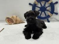 Bleu Male 3, a male Miniature Schnauzer for sale in Pageland, SC – 1 of 5
