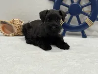 Bleu Male 3, a male Miniature Schnauzer for sale in Pageland, SC – 3 of 5