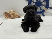 Bleu Male 3, a male Miniature Schnauzer for sale in Pageland, SC – 4 of 5
