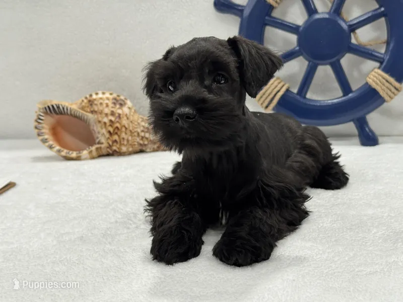 Bleu Male 4 – Miniature Schnauzer puppy for sale in Pageland, SC