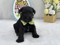 Bleu Male 4, a male Miniature Schnauzer for sale in Pageland, SC – Photo 3 of 3