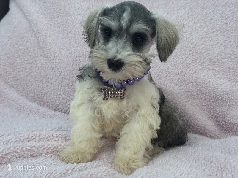 Josie Female 2 – Miniature Schnauzer puppy for sale in Pageland, SC