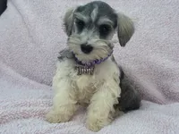 Josie Female 2, a female Miniature Schnauzer for sale in Pageland, SC – 1 of 4