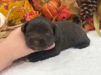 Lexie Female 2 AKC Registered Liver Color, a male Miniature Schnauzer for sale in Pageland, SC – 4 of 4