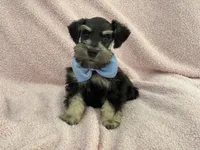 Mae Male 3 AKC, a male Miniature Schnauzer for sale in Pageland, SC – 4 of 4