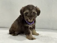 Sugar Pie Female 1 AKC Mega Coat Liver & Tan, a male Miniature Schnauzer for sale in Pageland, SC – 3 of 4