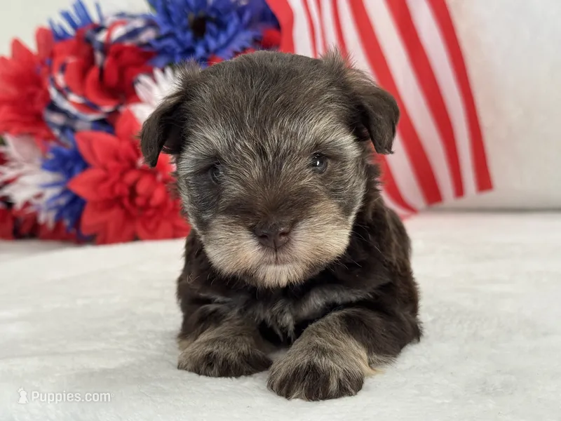 Miracle Female 1 AKC Liver and Tan – Miniature Schnauzer puppy for sale in Pageland, SC