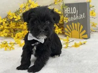 Nova Male 3, a male Miniature Schnauzer for sale in Pageland, SC – Photo 2 of 4