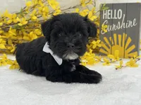 Nova Male 3, a male Miniature Schnauzer for sale in Pageland, SC – Photo 3 of 4