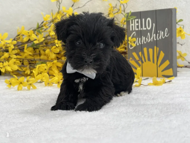 Nova Male 3 – Miniature Schnauzer puppy for sale in Pageland, SC