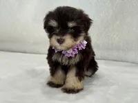Chloe Female 2 AKC Mega Coat Liver & Tan, a male Miniature Schnauzer for sale in Pageland, SC – 3 of 4