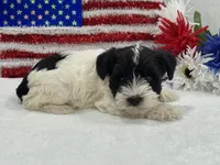 Piper Male 2, a male Miniature Schnauzer for sale in Pageland, SC – 2 of 3