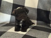 Alivia Male 3 AKC mega coat, a male Miniature Schnauzer for sale in Pageland, SC – Photo 2 of 3