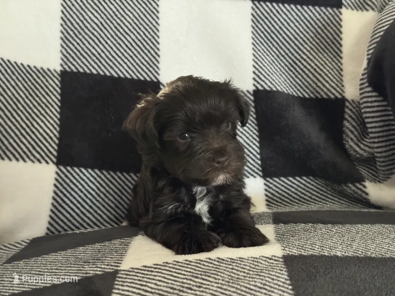 Alivia Male 3 AKC mega coat