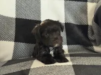 Alivia Male 3 AKC mega coat, a male Miniature Schnauzer for sale in Pageland, SC – Photo 1 of 3