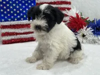 Piper Female 3, a female Miniature Schnauzer for sale in Pageland, SC – 3 of 3