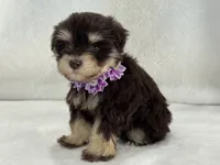 Chloe Female 2 AKC Mega Coat Liver & Tan, a male Miniature Schnauzer for sale in Pageland, SC – 2 of 4