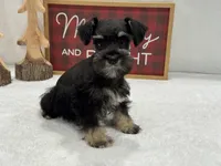 Mae Male 5 AKC, a male Miniature Schnauzer for sale in Pageland, SC – Photo 4 of 5