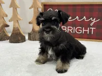 Mae Male 5 AKC, a male Miniature Schnauzer for sale in Pageland, SC – Photo 3 of 5