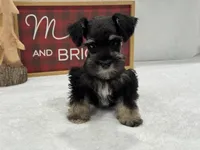 Mae Male 5 AKC, a male Miniature Schnauzer for sale in Pageland, SC – Photo 2 of 5
